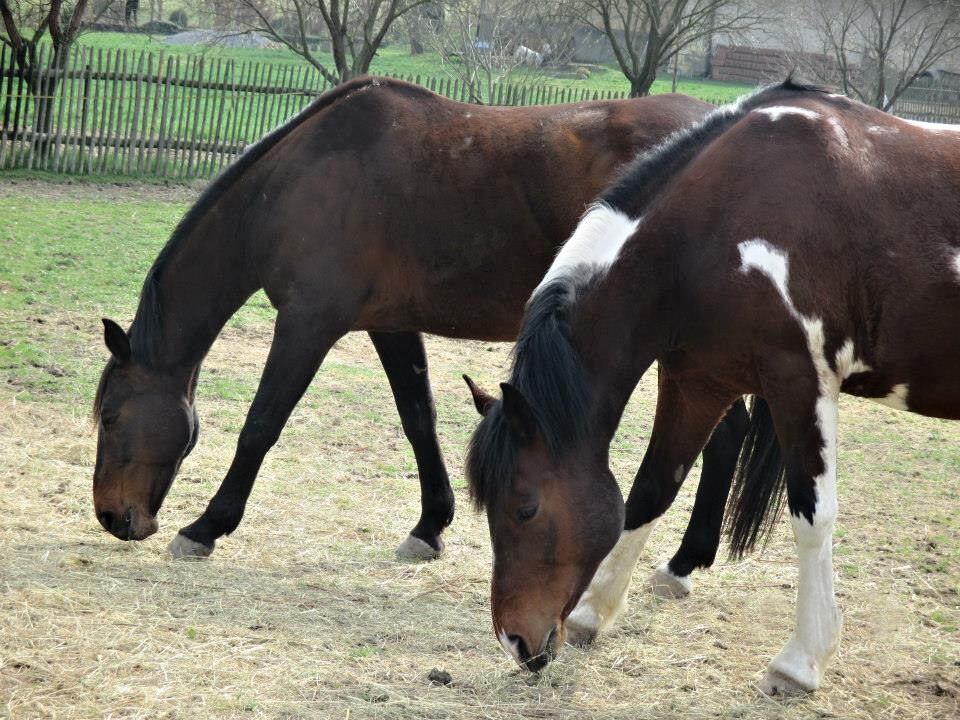 Laky,Komanč