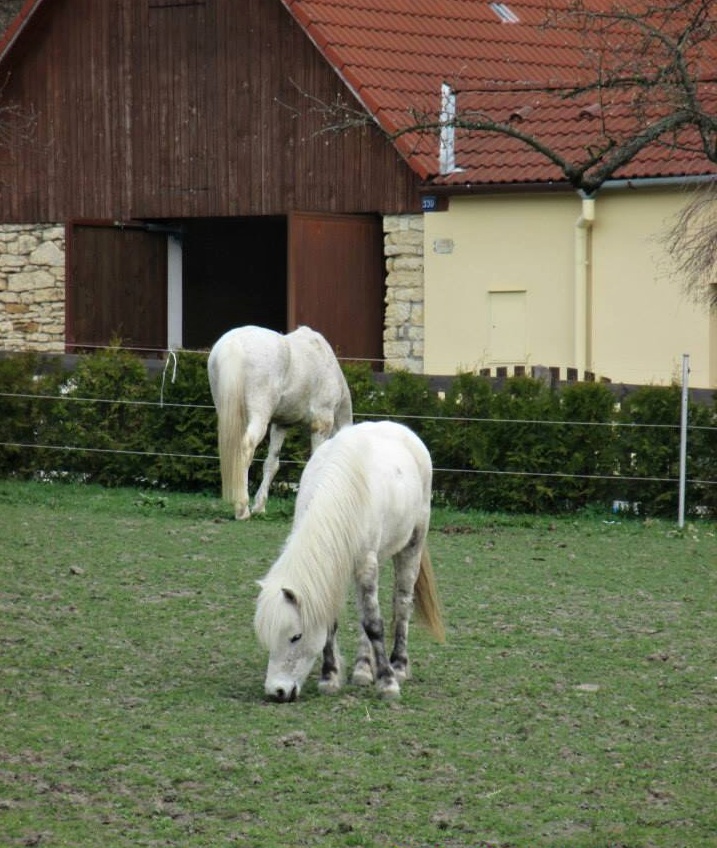 Koryna