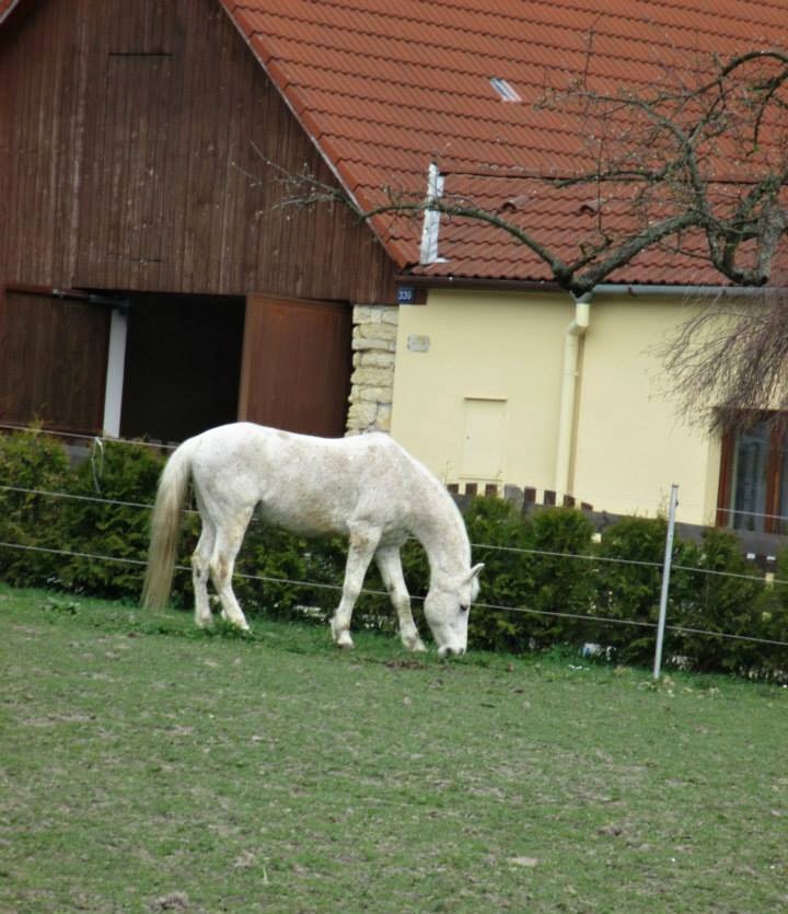 Roník