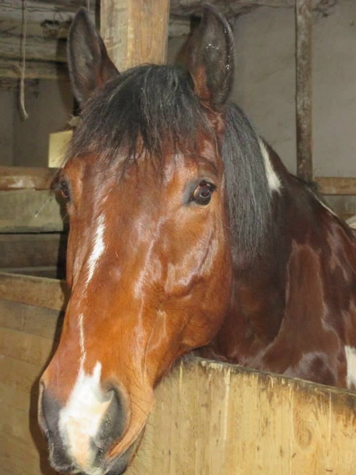 Komišek